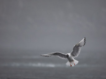 Bonaparte's Gull