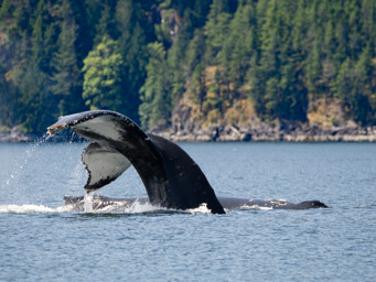 Humpback Whale