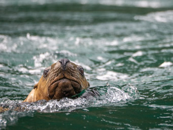 Steller Sea Lion