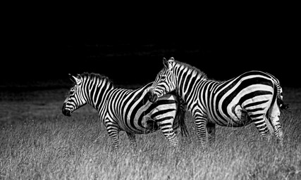 Common Zebra