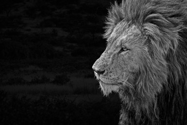 Lion - Mark Pemberton - Kenya Collection - January 23, 2012