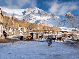 Cattle roamed freely in front of the Snow Leopard Lodge