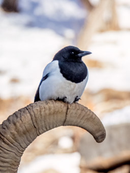 Black-billed Magpie perched on the horn of an urial