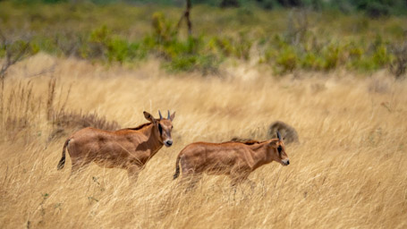 Oryx calves