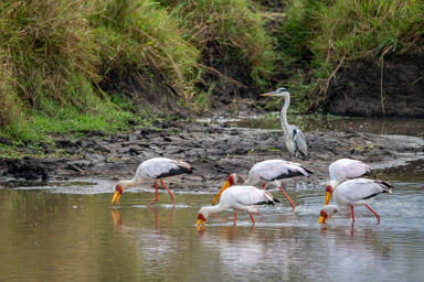 Yellow-billed Storks and Black-headed Heron