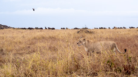 Lion Stalking Wildebeest