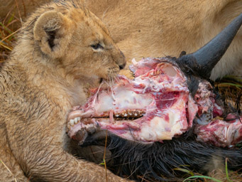 Lion with Wildebeest Kill