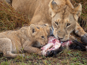 Lions with Wildebeest Kill