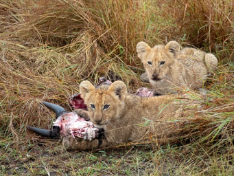 Lion Cubs with Wildebeest Kill