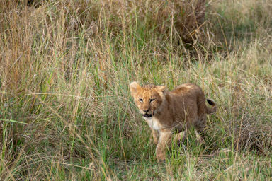 Lion  cub