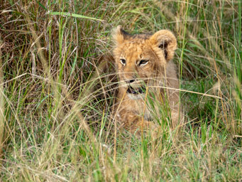  Lion cub