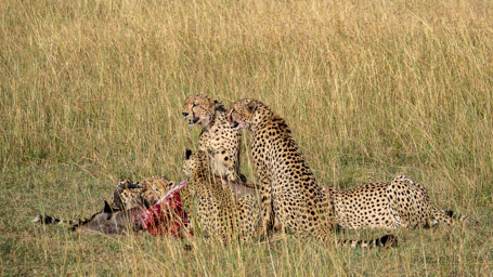Cheetahs with Wildebeest Kill