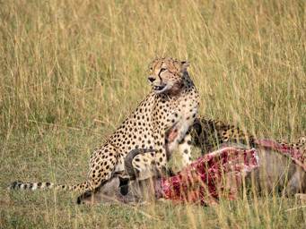 Cheetahs with Wildebeest Kill