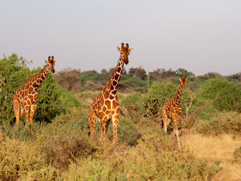 Giraffes  