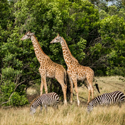 Giraffes and Zebra