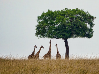Giraffes  