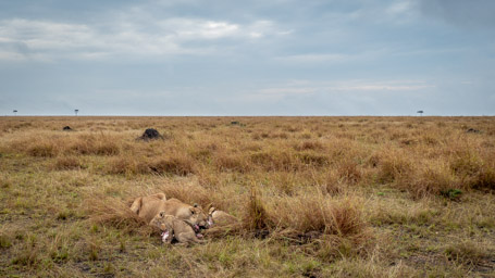 Lions with Wildebeest Kill
