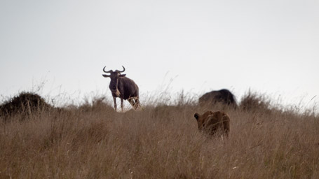 Lioness Stalking Wildebeest