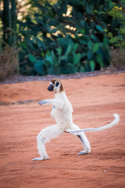Madagascar, Verreaux's Sifaka, Berenty, dancing
