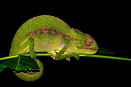 Jewel Chameleon, Madagascar, Berenty, night walk