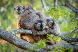 Red-fronted Brown Lemur, Madagascar, Berenty