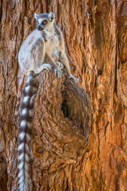 Madagascar, Berenty, ring-tailed lemur