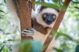 Madagascar, Berenty, Verreaux's Sifaka, lemur