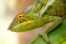 Panther Chameleon, Madagascar, Peyrieras Madagascar Exotic Reserve