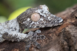 Madagascar, Peyrieras Madagascar Exotic Reserve, Uroplatus sikorae gecko