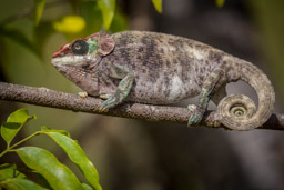 Calumma brevicorne Chameleon, Madagascar, Peyrieras Madagascar Exotic Reserve
