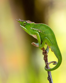 Furcifer willsii, Canopy Chameleon, Madagascar, Peyrieras Madagascar Exotic Reserve