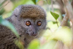 Madagascar, Lemur Island, Bamboo Lemur