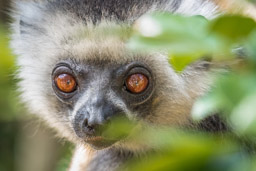 Madagascar, Lemur Island, Diademed Sifika, Golden Sifika