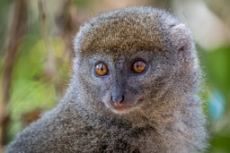 Madagascar, Lemur Island, Bamboo Lemur