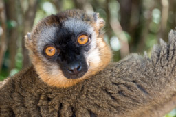 Madagascar, Lemur Island, Common Brown Lemur