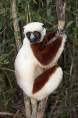 Madagascar, Palmarium Hotel, Ankanin'Nofy, Coquerel's Sifaka, lemur