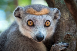 Madagascar, Palmarium Hotel, Ankanin'Nofy, crowned lemur