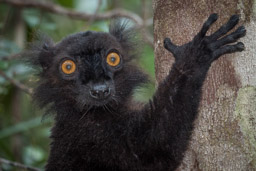 Madagascar, Palmarium Hotel, Ankanin'Nofy, Black Lemur