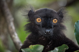 Madagascar, Palmarium Hotel, Ankanin'Nofy, Black Lemur