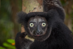 Madagascar, Palmarium Hotel, Ankanin'Nofy, Indri Lemur