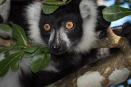 Madagascar, Palmarium Hotel, Ankanin'Nofy, Black and White Ruffed Lemur