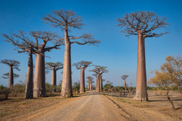 Madagascar, Morondava, Baobab Alley