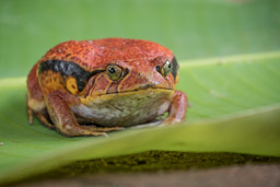 Tomato Frog, Madagascar, Peyrieras Madagascar Exotic Reserve