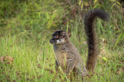 Madagascar, Lemur Island