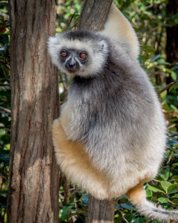 Madagascar, Lemur Island