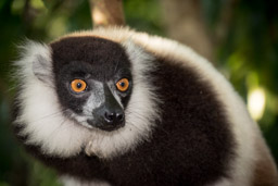 Madagascar, Palmarium Hotel Ankanin'Nofy, Black and White Ruffed Lemur