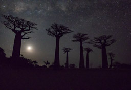 Madagascar, Baobab Alley, Night Photography, Morondava