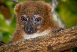 Madagascar, Palmarium Hotel Ankanin'Nofy, red-bellied lemur