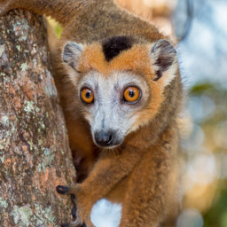 , Madagascar, Palmarium Hotel Ankanin'Nofy, Palmarium Hotel, Ankanin'Nofy, Crowned Lemur