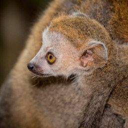 Madagascar, Palmarium Hotel Ankanin'Nofy, Palmarium Hotel, Ankanin'Nofy, Crowned Lemur, baby lemur